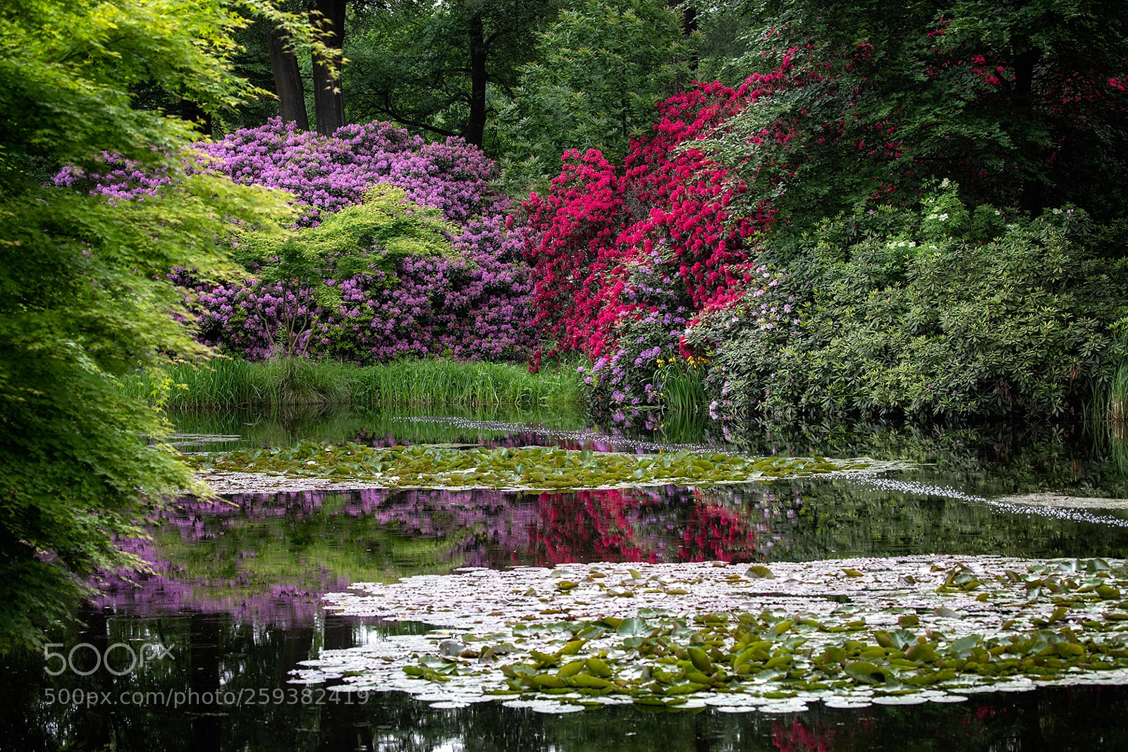 Canon EOS 5D Mark IV sample photo. Pour claude photography