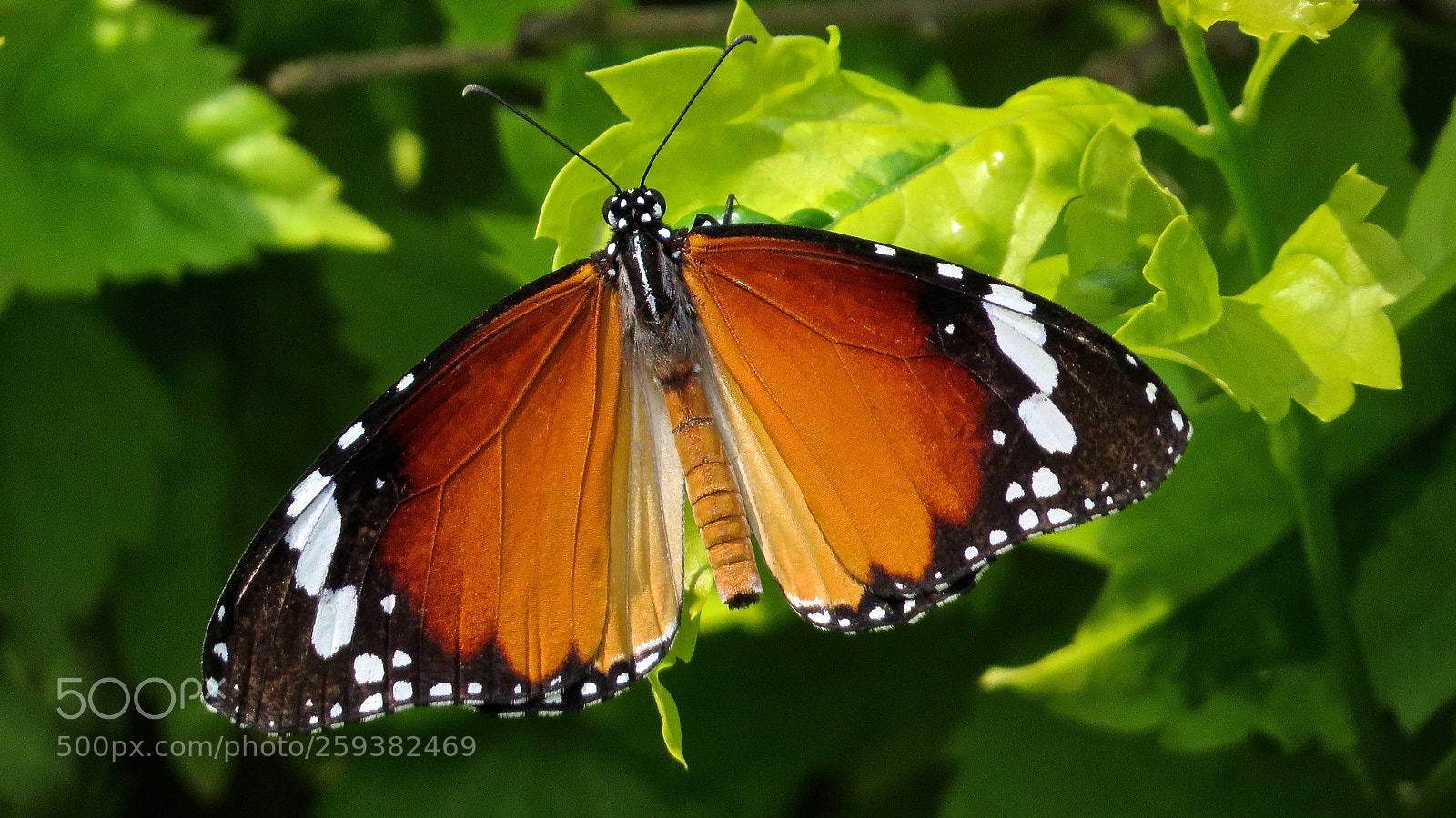 Canon PowerShot SX50 HS sample photo. Tiger  butterfly photography