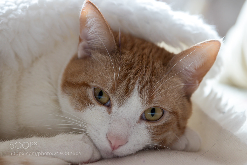 Canon EOS 80D sample photo. Loki photography