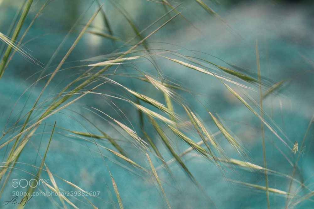 Canon EOS 7D sample photo. Finesse photography