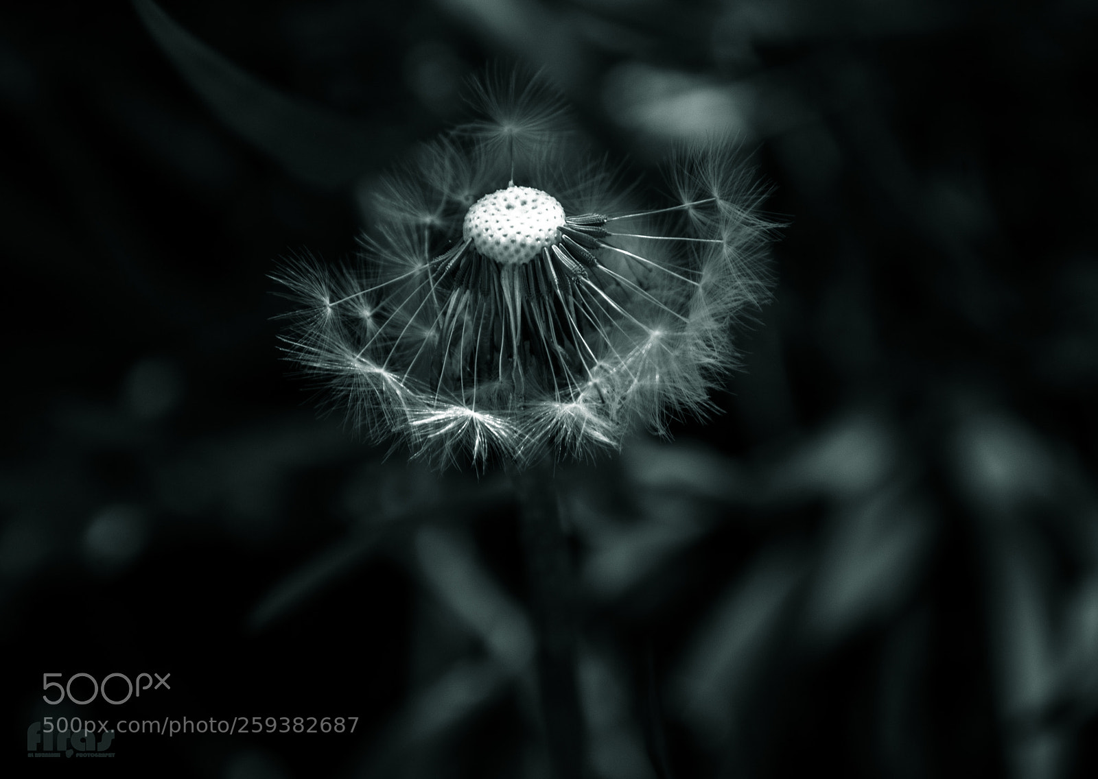 Nikon D610 sample photo. B&w2 photography