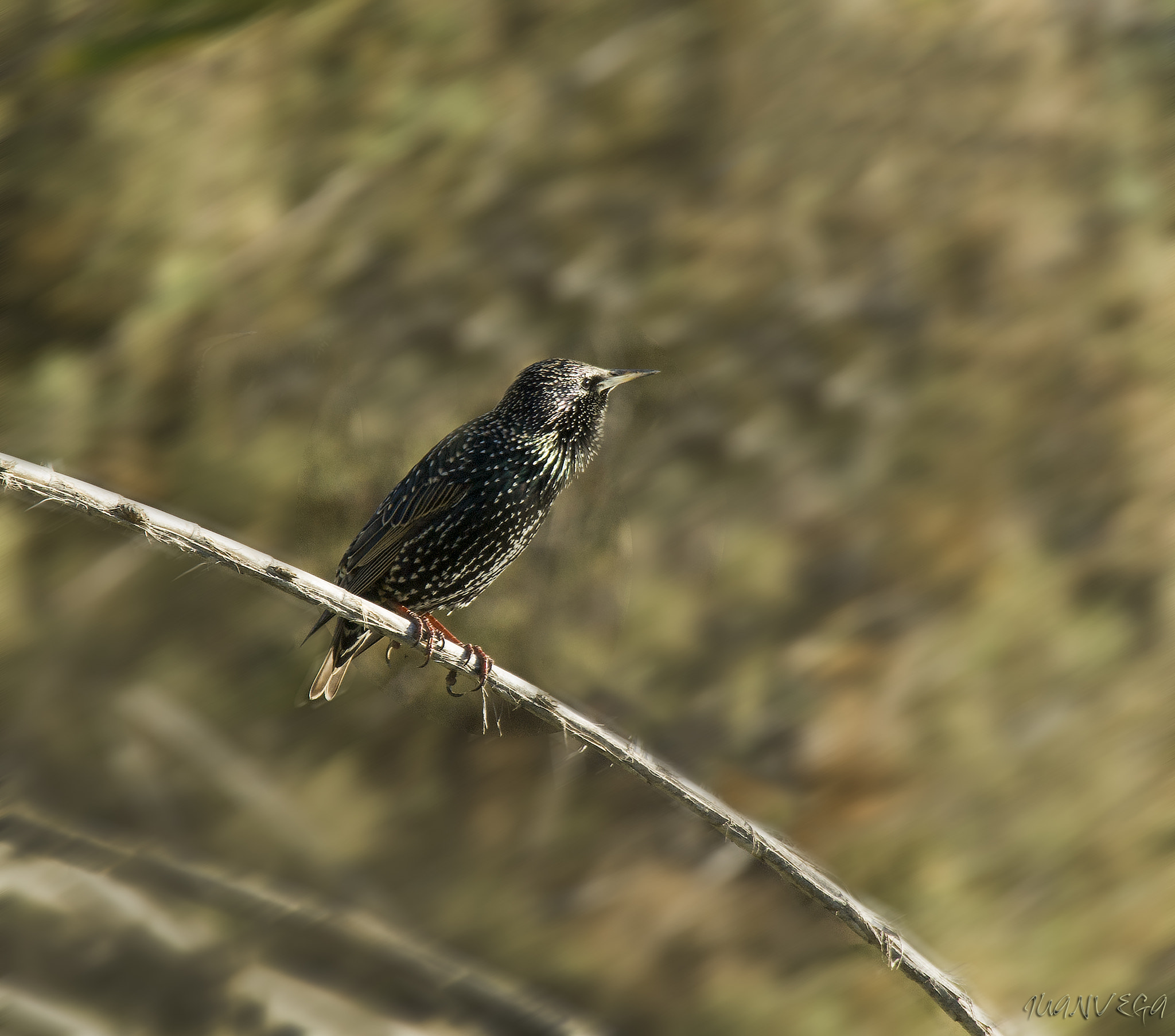 Sony Alpha DSLR-A290 sample photo. Estornino photography
