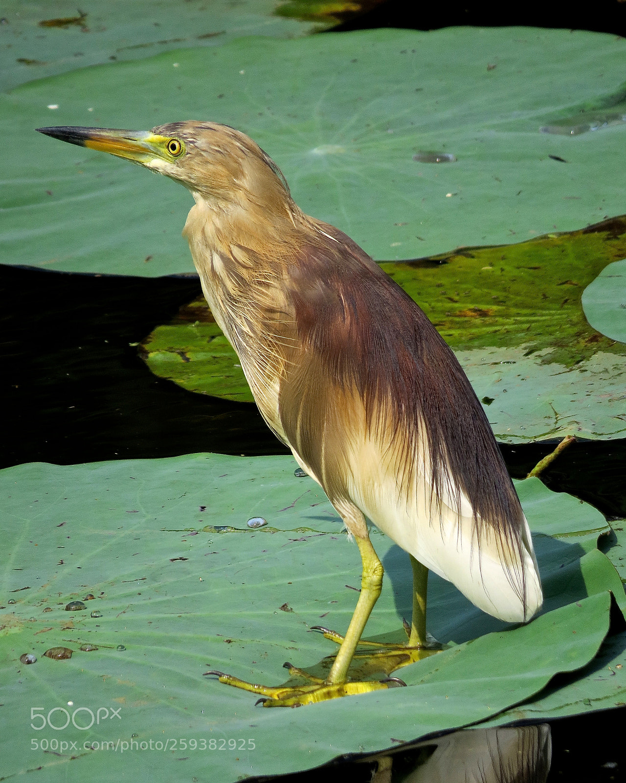 Canon PowerShot SX50 HS sample photo. Pond heron photography