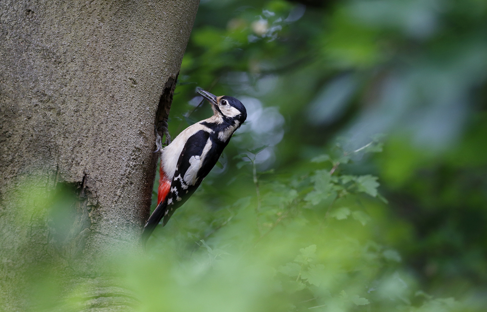 Canon EOS 6D sample photo. Buntspecht photography