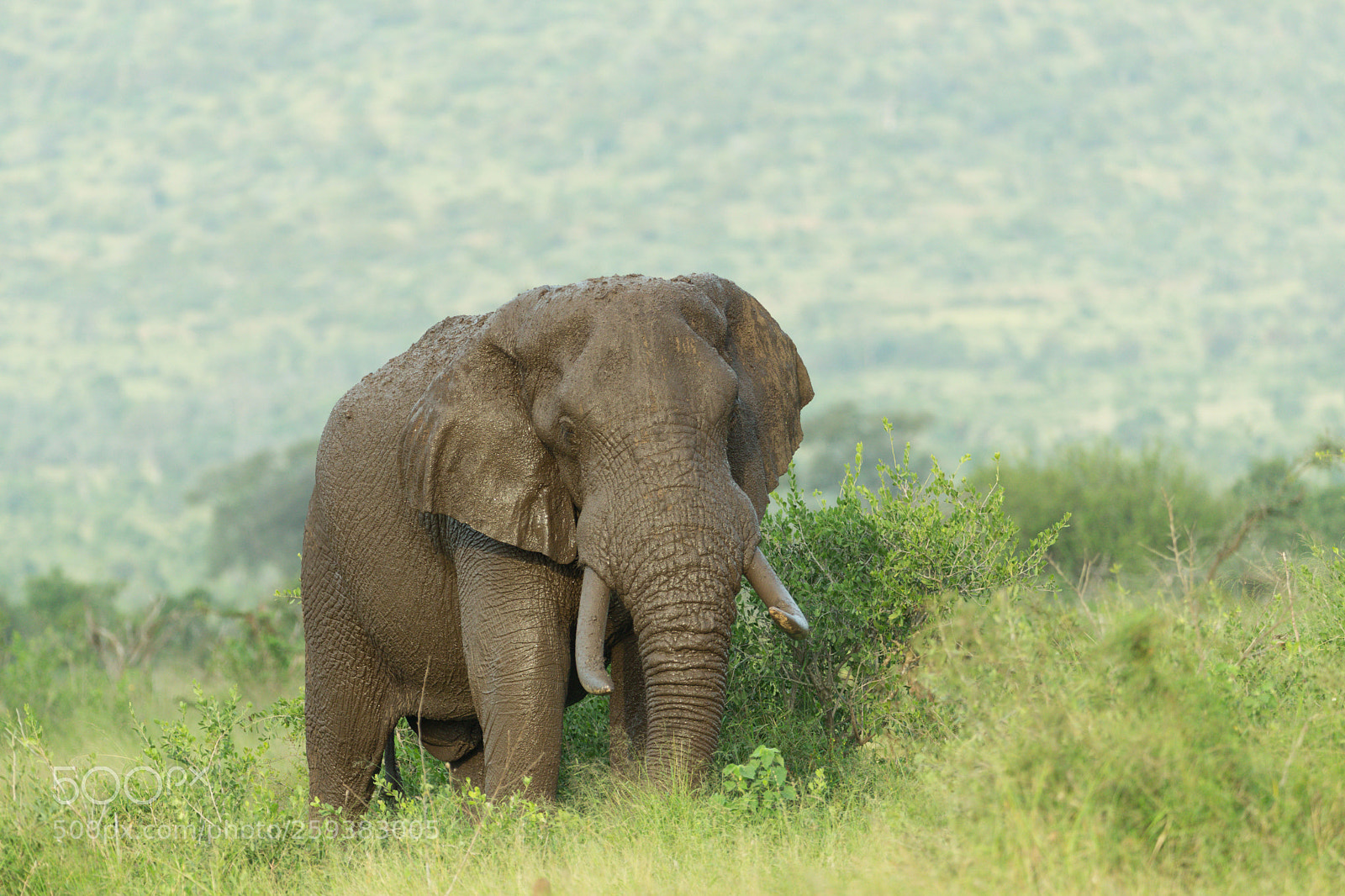 Canon EOS-1D X sample photo. Tusker photography