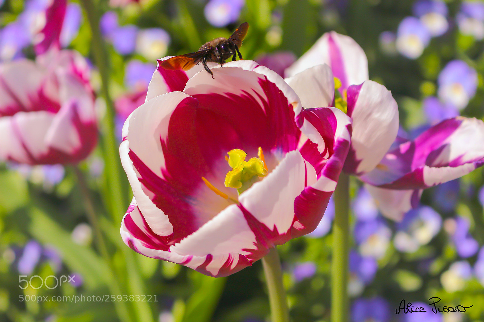 Canon EOS 100D (EOS Rebel SL1 / EOS Kiss X7) sample photo. Break of a bee photography