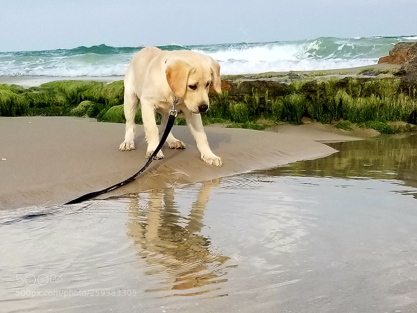 Samsung Galaxy S8 sample photo. Puppy discovers reflection photography