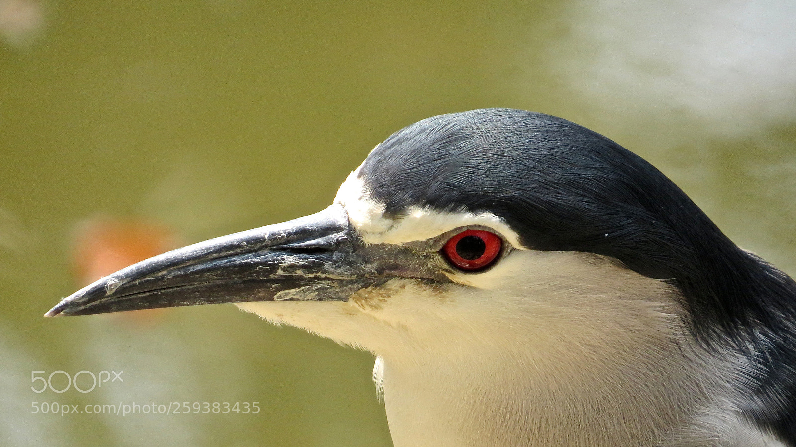 Canon PowerShot SX50 HS sample photo. Night heron closeup photography