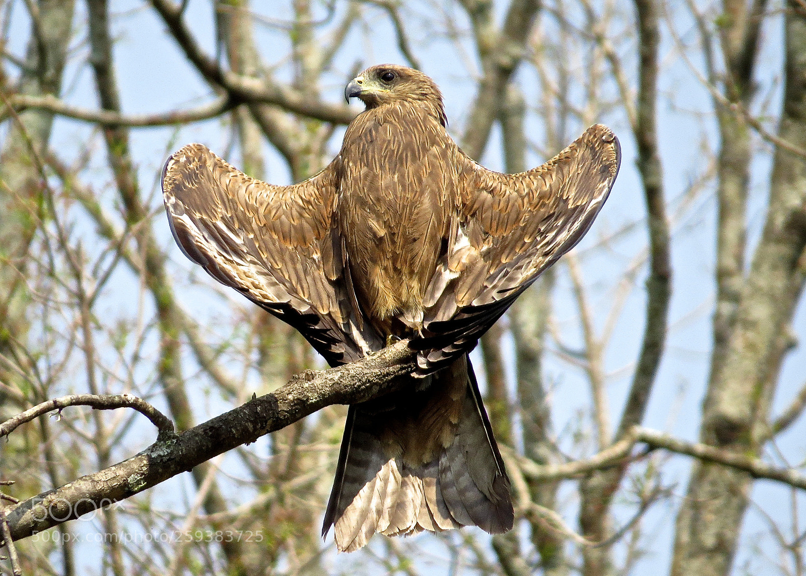 Canon PowerShot SX50 HS sample photo. Eagle photography