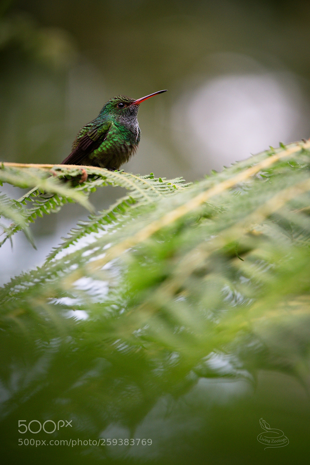 Nikon D750 sample photo. Rufous-tailed hummingbird (amazilia tzacatl) photography