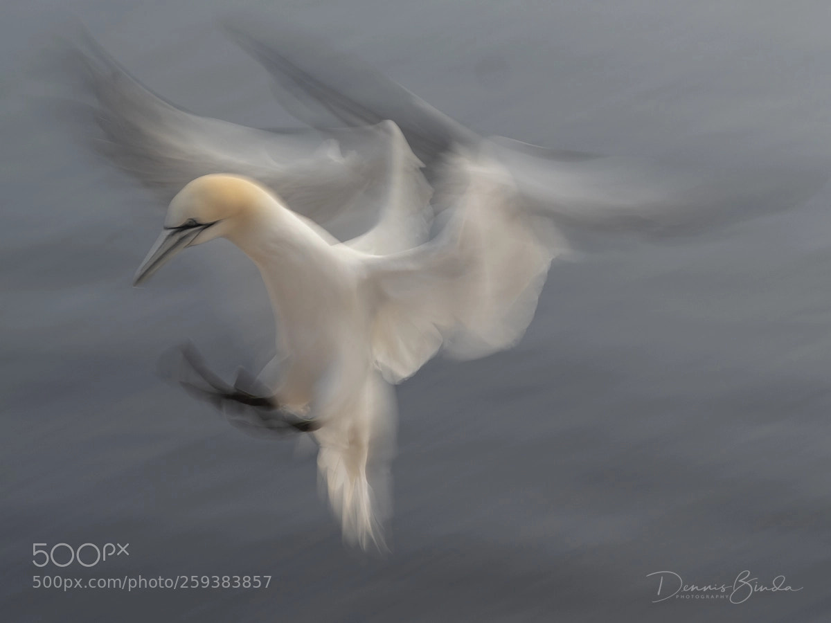Olympus OM-D E-M1 Mark II sample photo. Northern gannet ready for photography