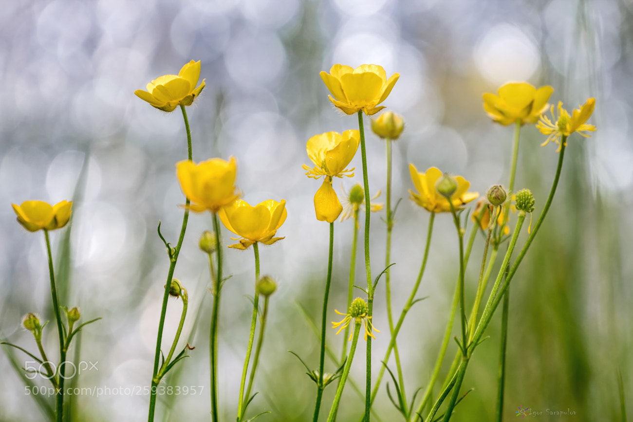 Canon EOS 60D sample photo. Ranunculus auricomus photography