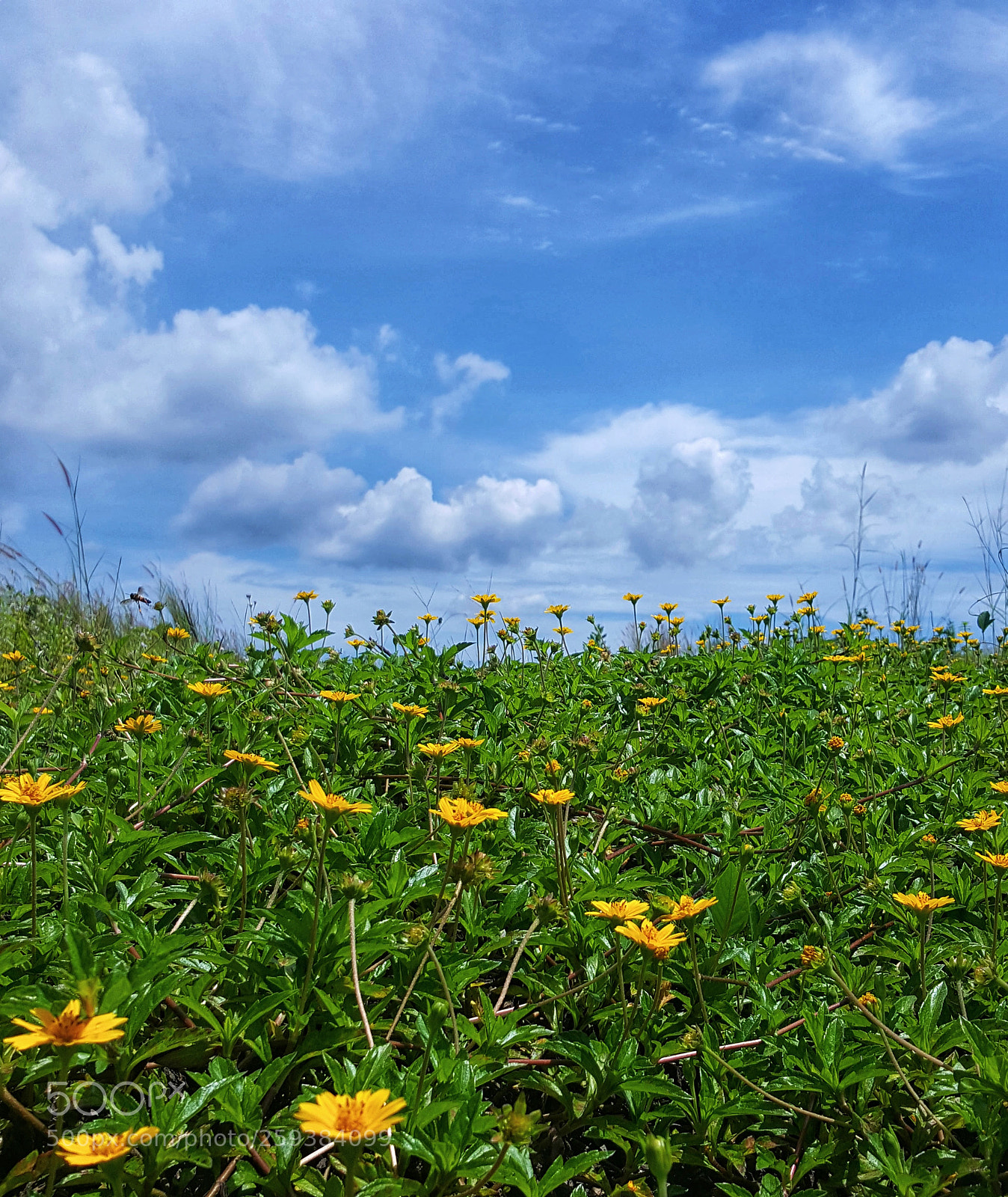 Samsung Galaxy Note5 sample photo. Golden flower photography