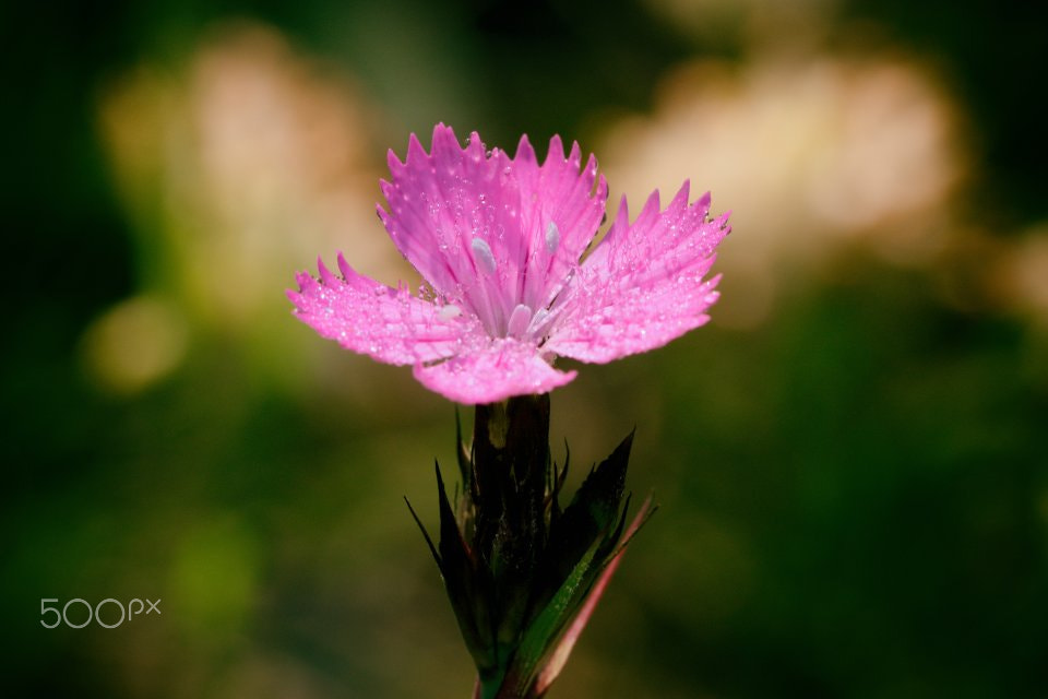 Canon EF 100mm F2.8L Macro IS USM sample photo. Dianthus nitidus photography