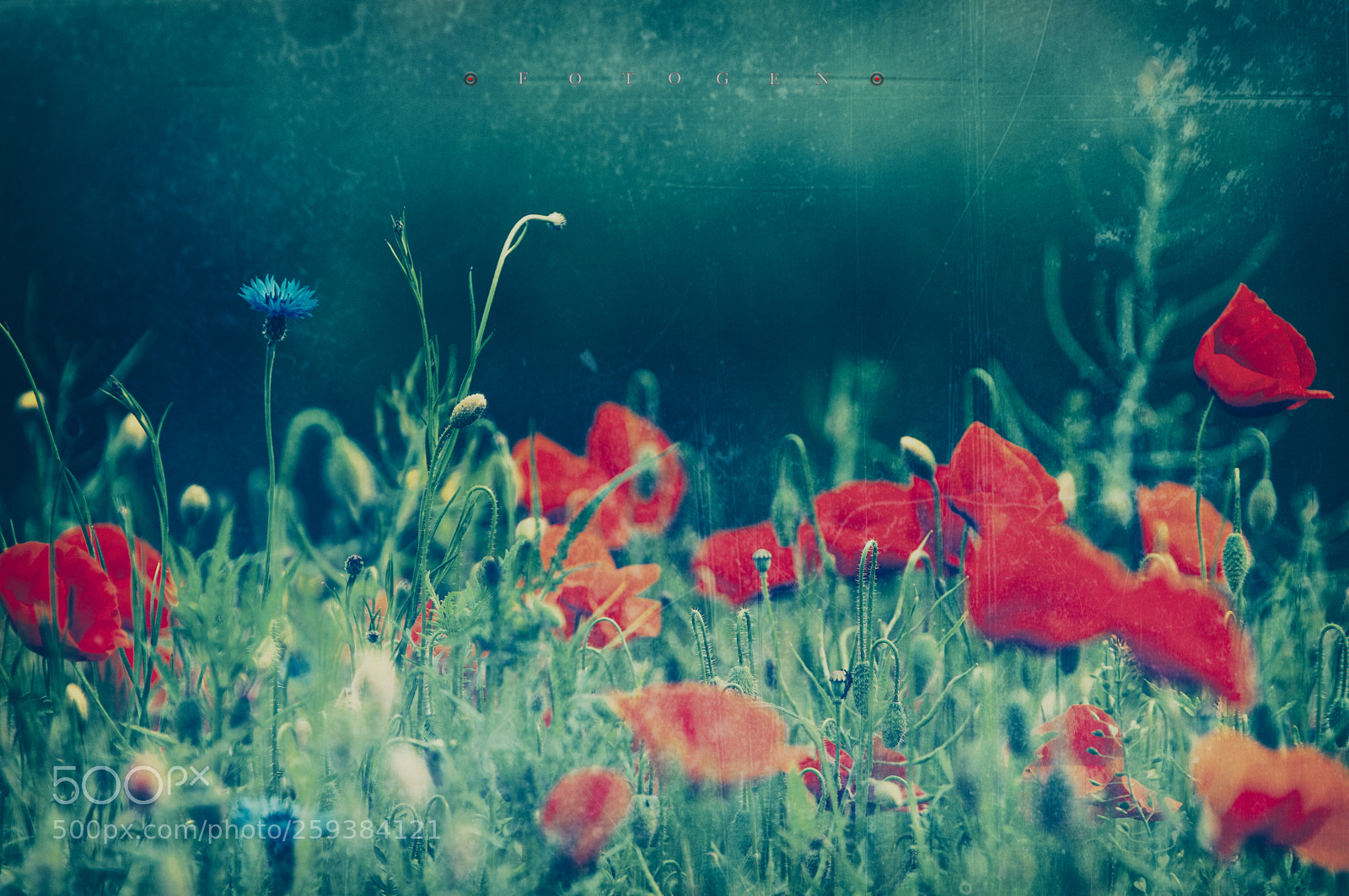 Nikon D300S sample photo. Red and green photography