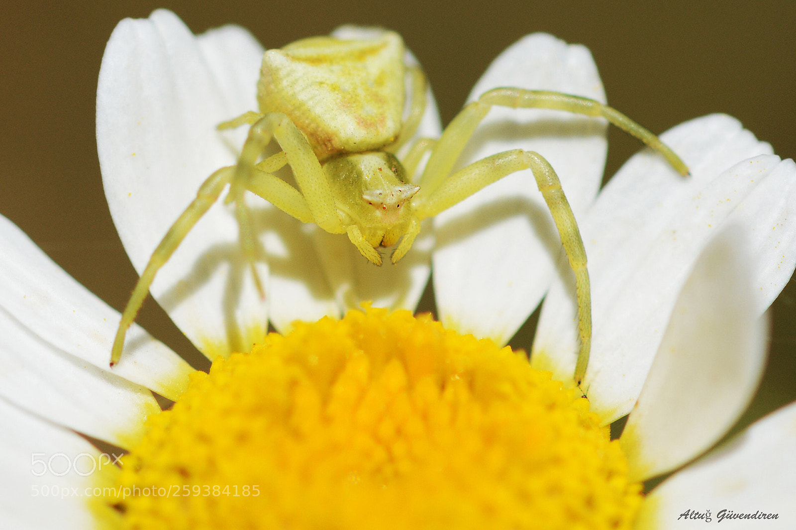 Nikon D7100 sample photo. Crab spider photography