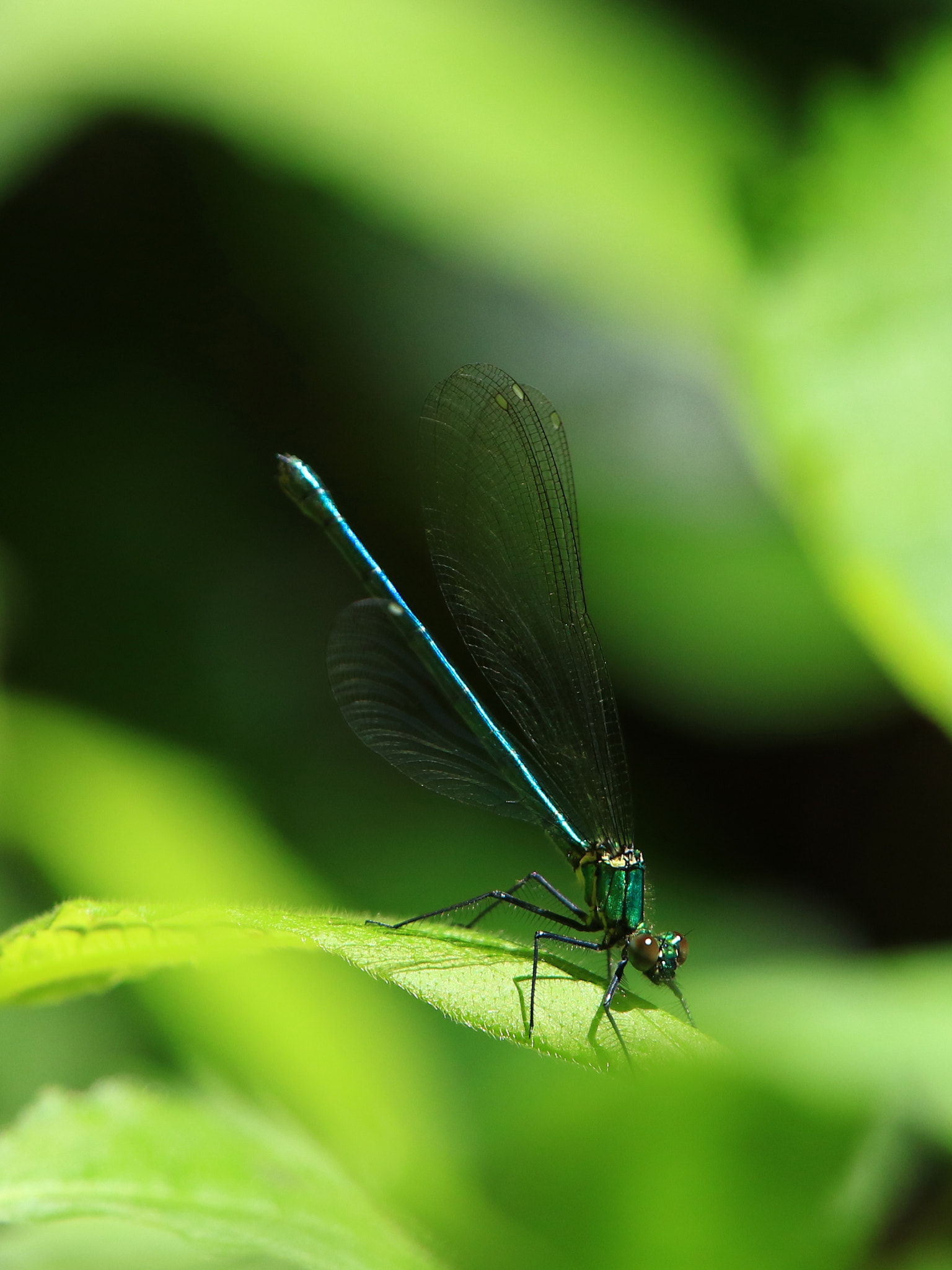 Canon EOS 7D Mark II + Canon EF 400mm F2.8L IS USM sample photo. イトトンボ photography