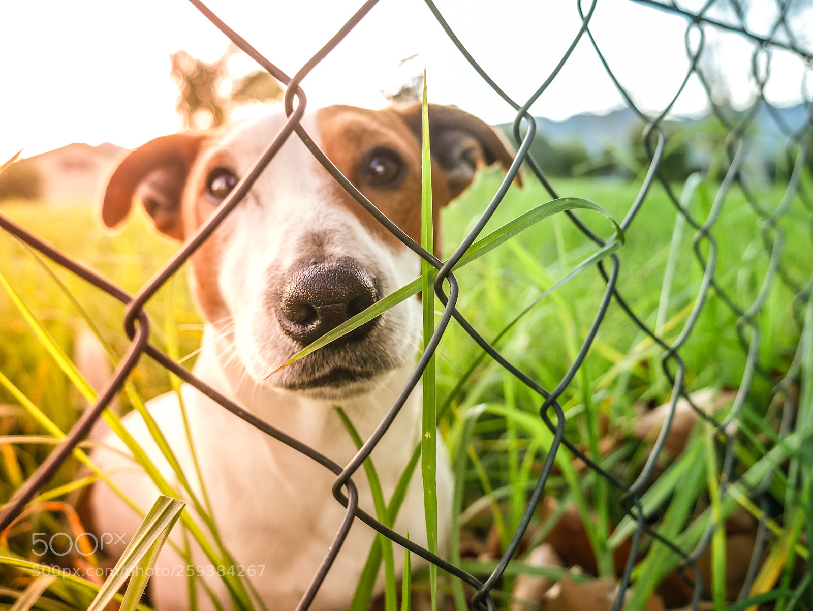 Panasonic Lumix DMC-G7 sample photo. Dog behind fence photography
