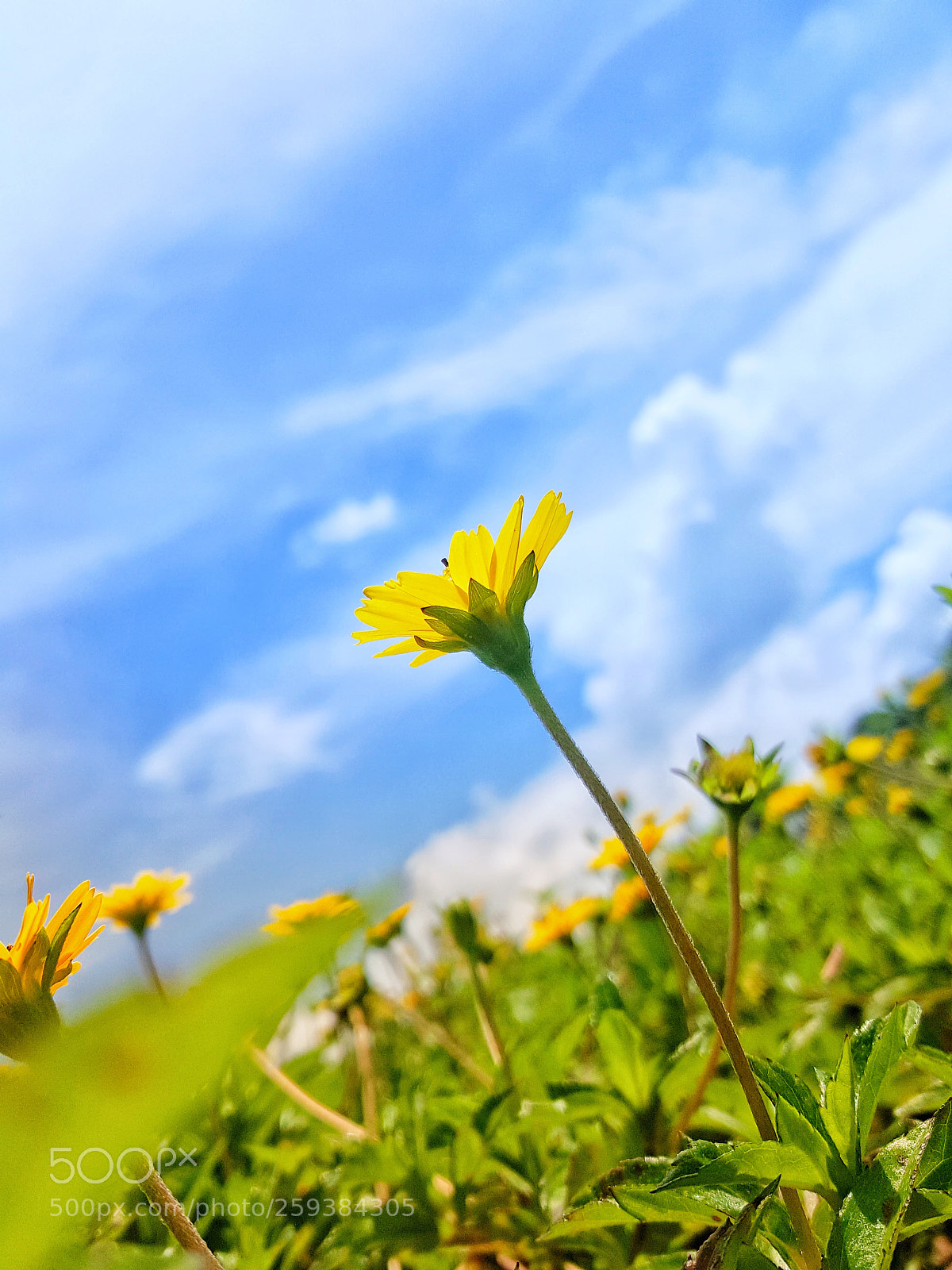 Samsung Galaxy Note5 sample photo. Golden flower photography