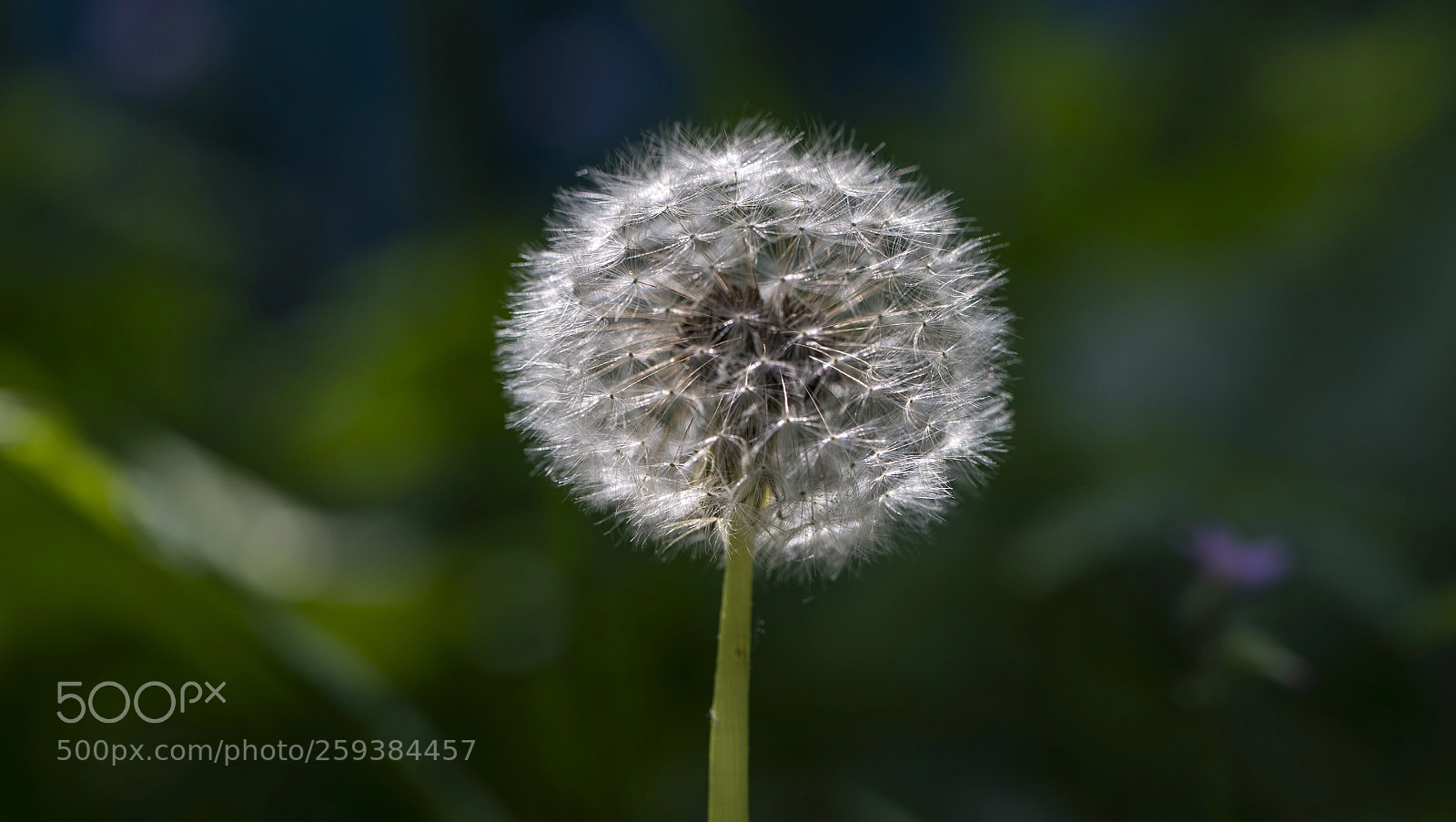 Sony a7 III sample photo. Illuminated photography