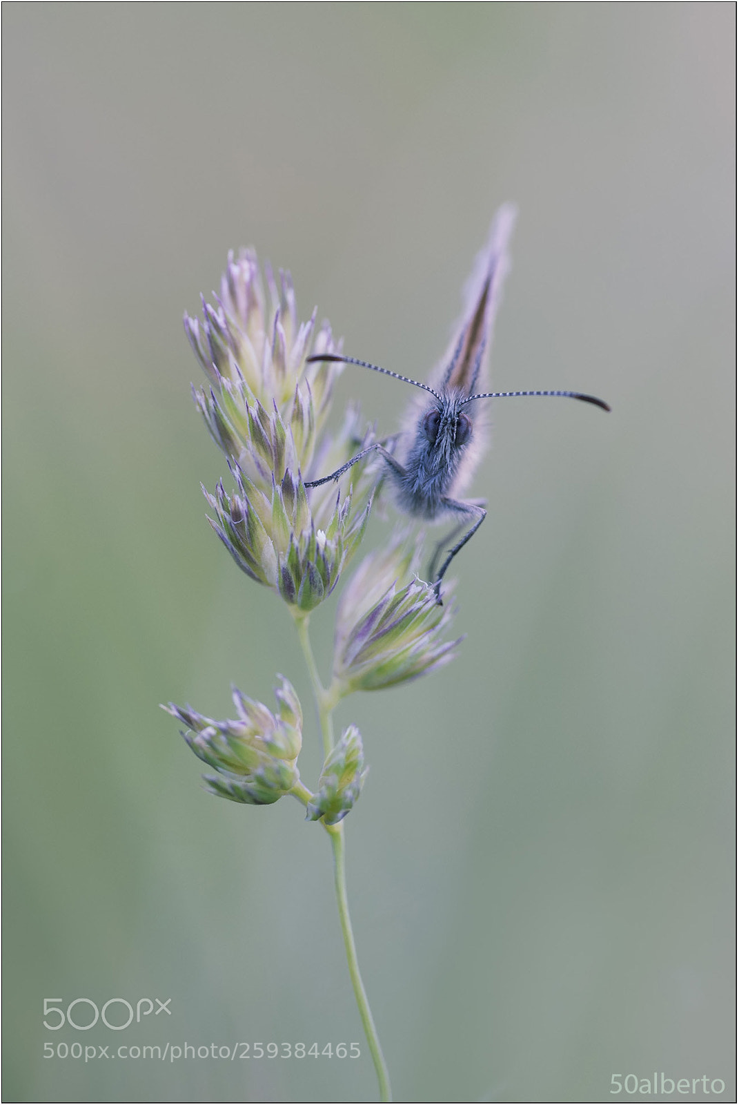 Nikon D610 sample photo. Licenide 1 photography