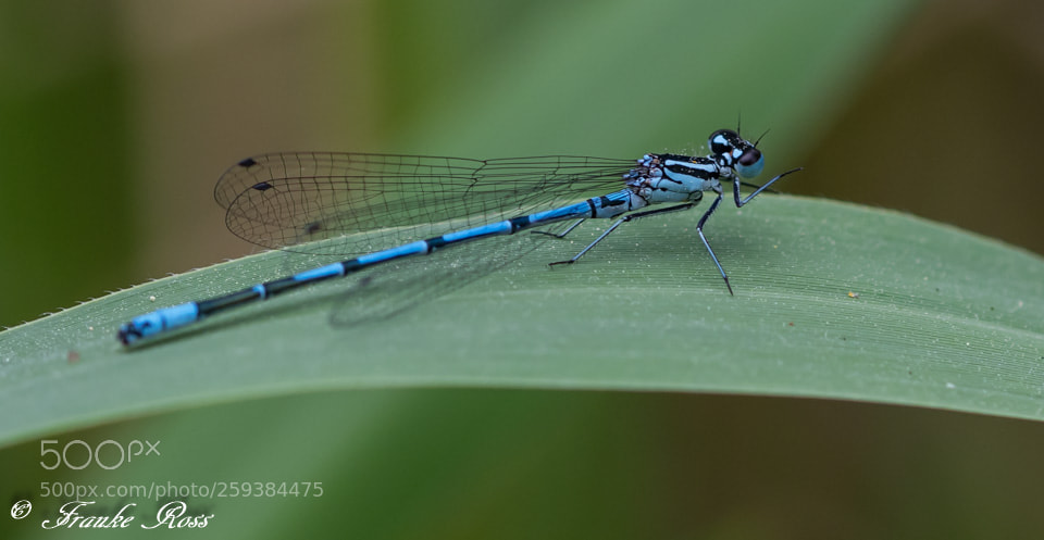 Nikon D7500 sample photo. Libelle photography