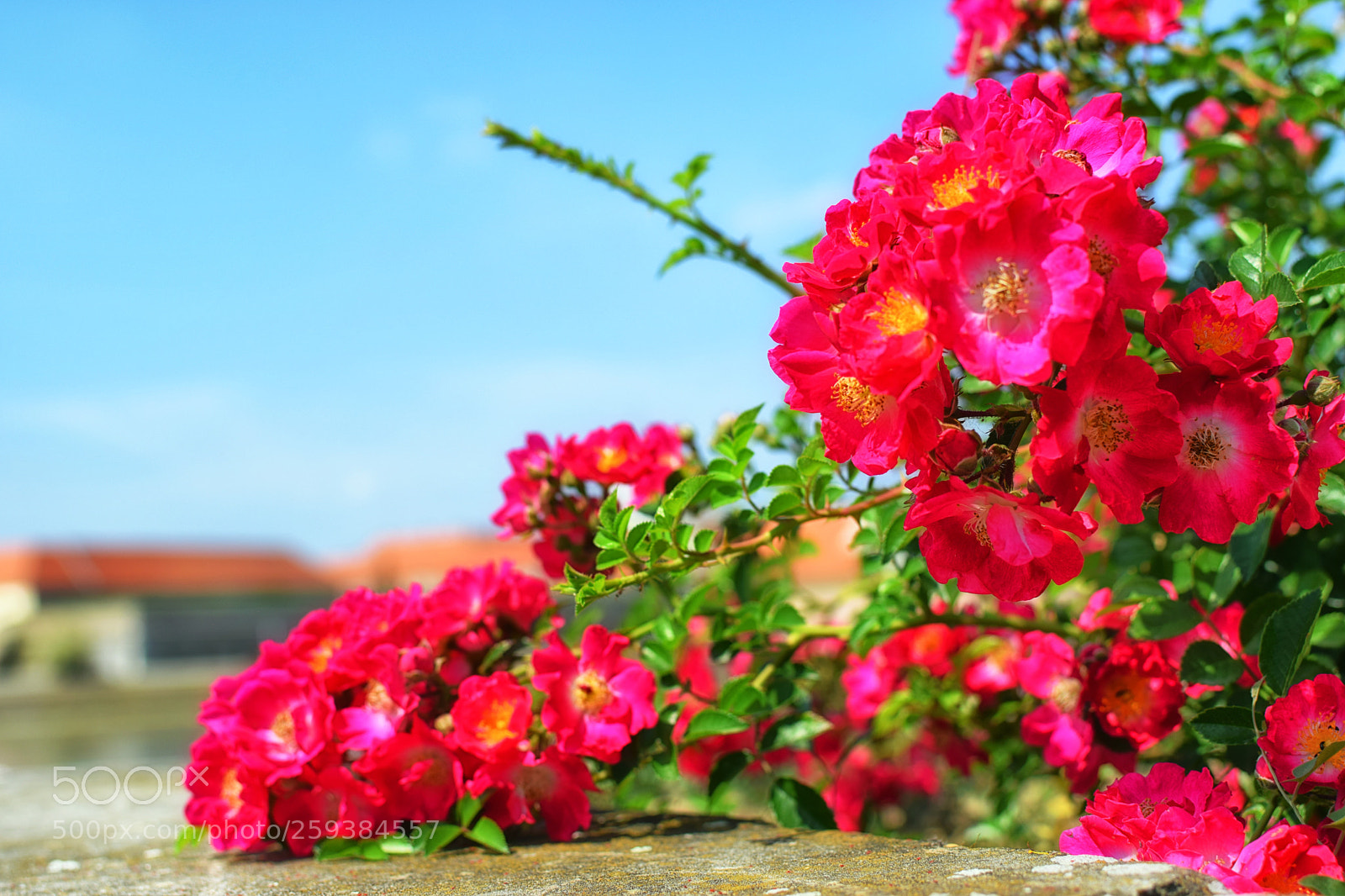 Nikon D5300 sample photo. Untitled photography