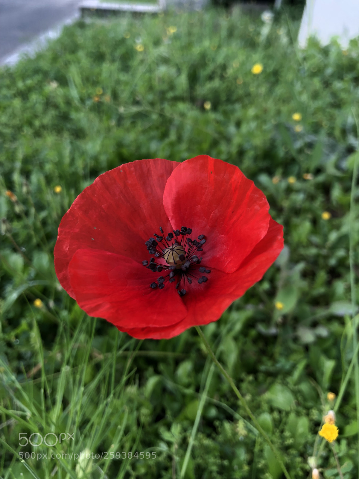 Apple iPhone X sample photo. Untitled photography