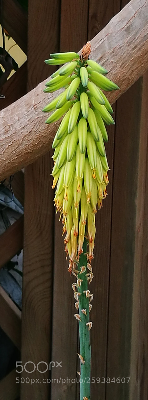 HUAWEI P9 sample photo. Column photography