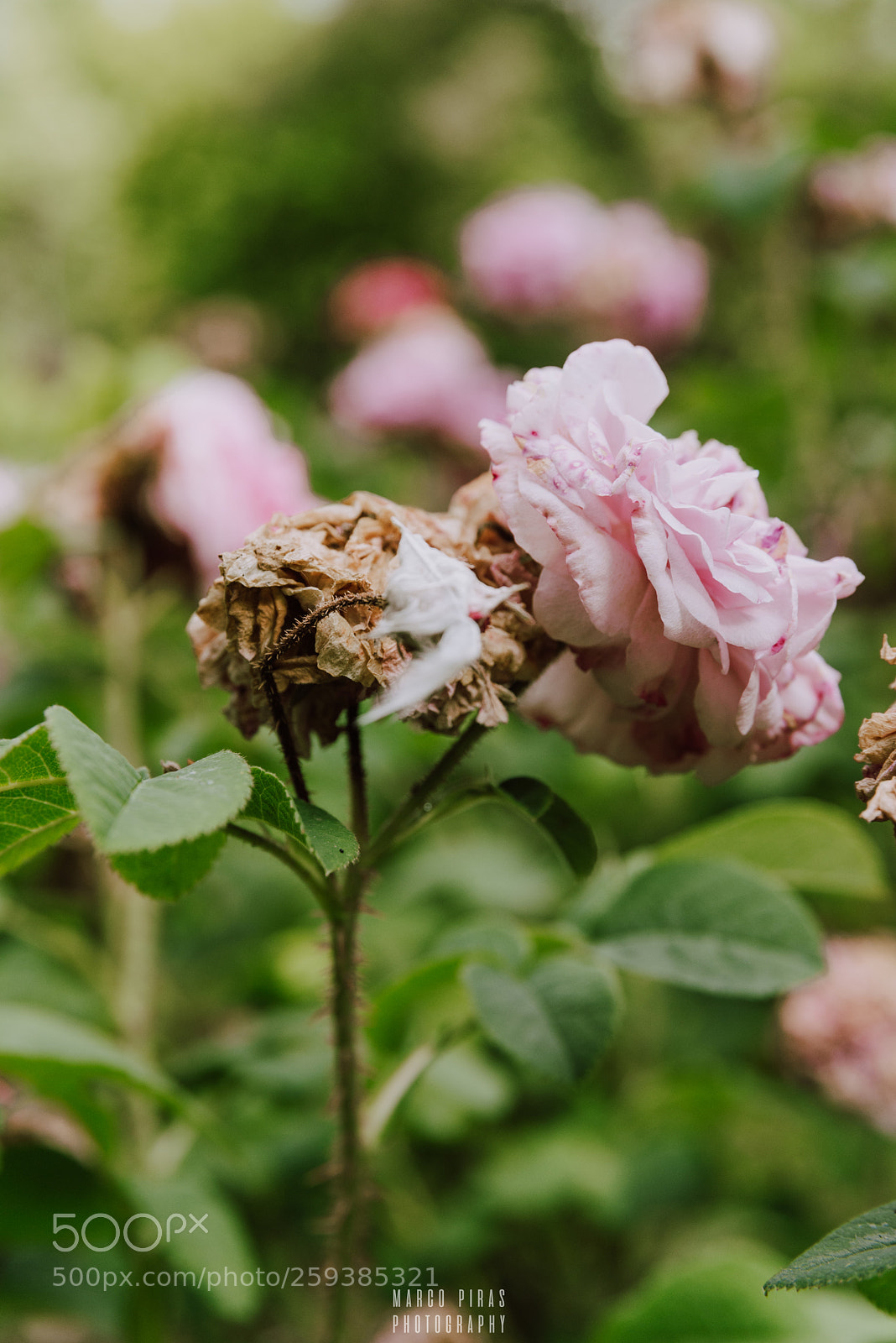 Nikon D610 sample photo. Death & life photography