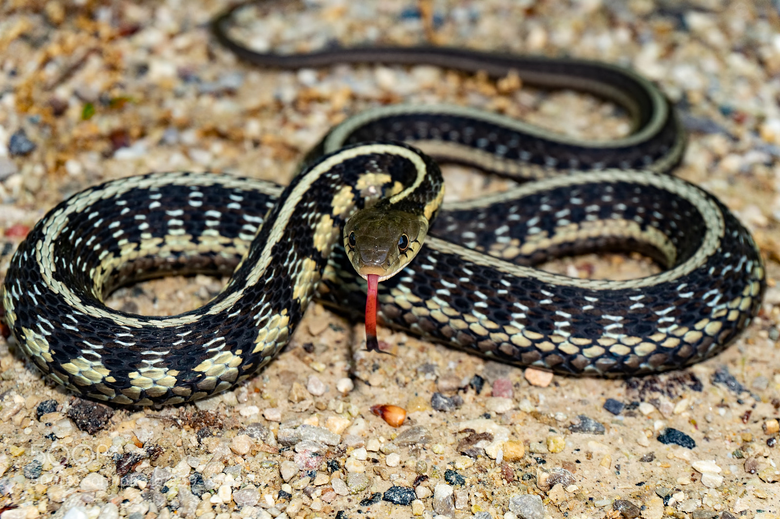 Sony a6300 sample photo. Garter snake photography