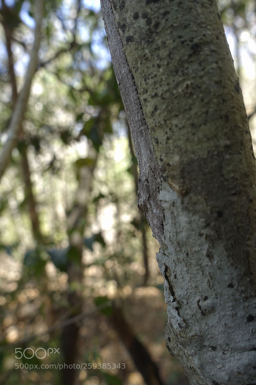 Sony Cyber-shot DSC-RX100 III sample photo. Dsc photography