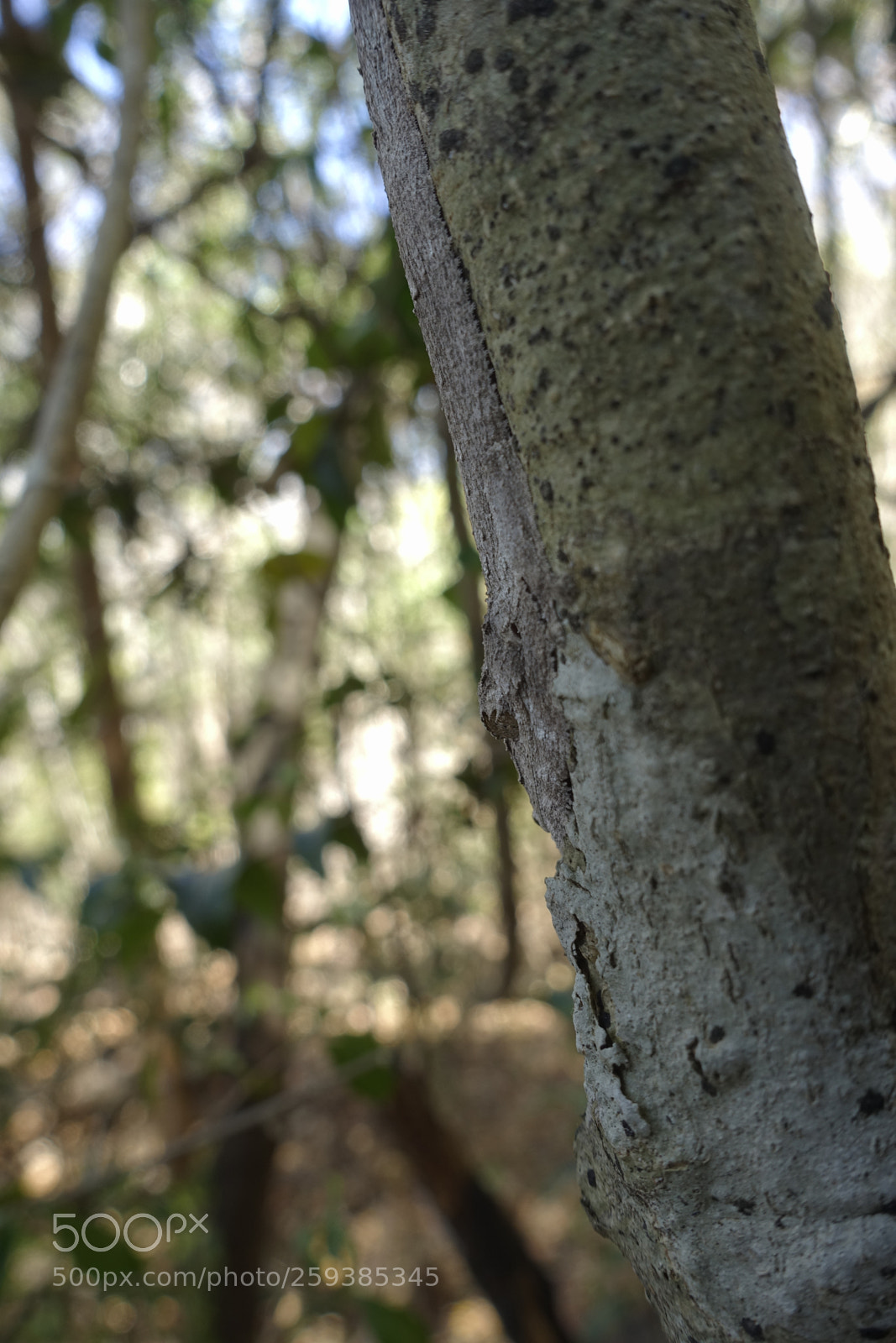 Sony Cyber-shot DSC-RX100 III sample photo. Dsc photography