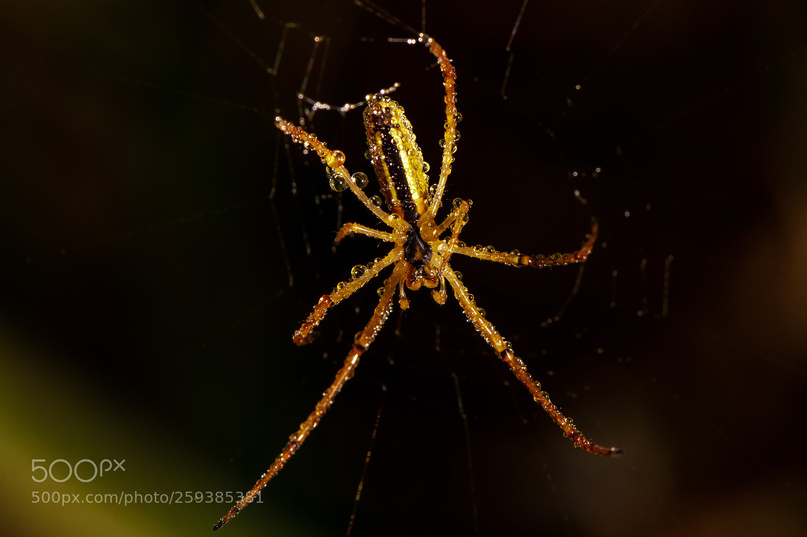 Nikon D850 sample photo. Spider,dew photography