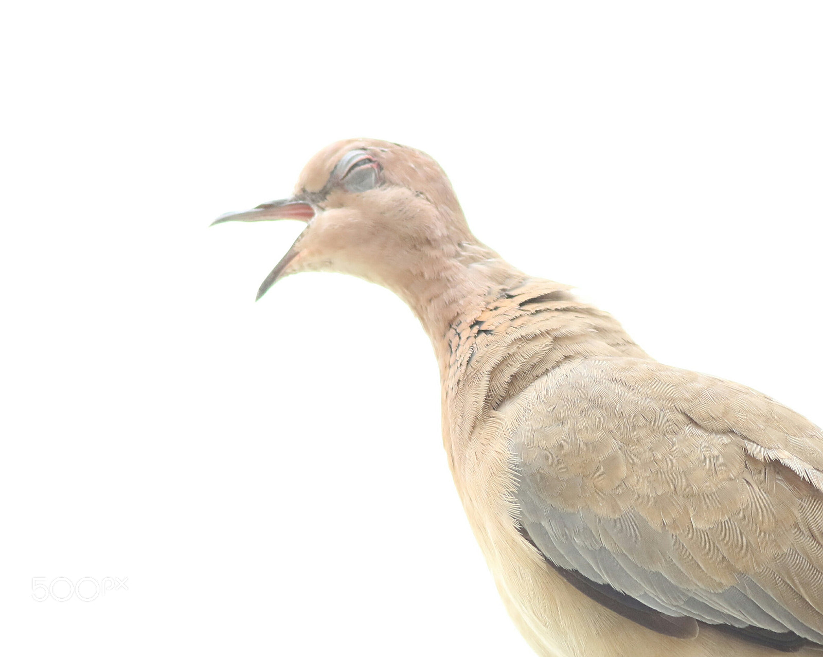 Canon EOS 7D Mark II sample photo. Dove photography