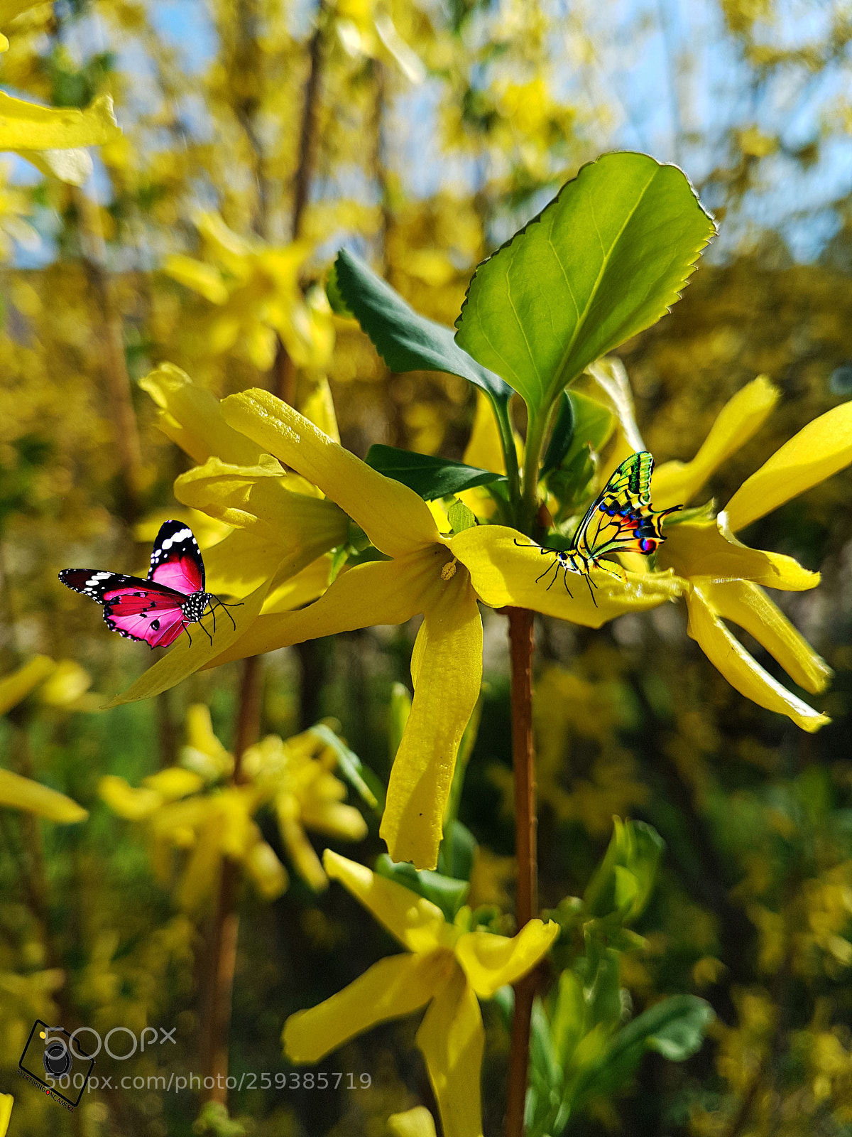 Samsung Galaxy S7 Edge sample photo. Butterfly photography