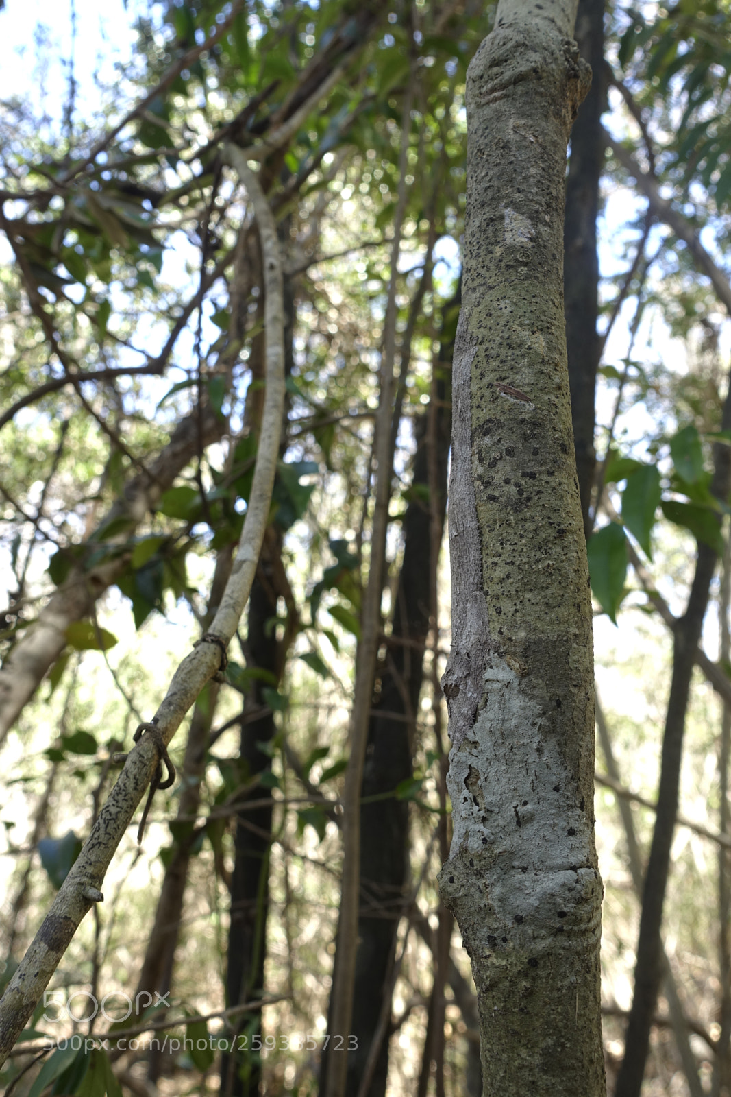 Sony Cyber-shot DSC-RX100 III sample photo. Dsc photography