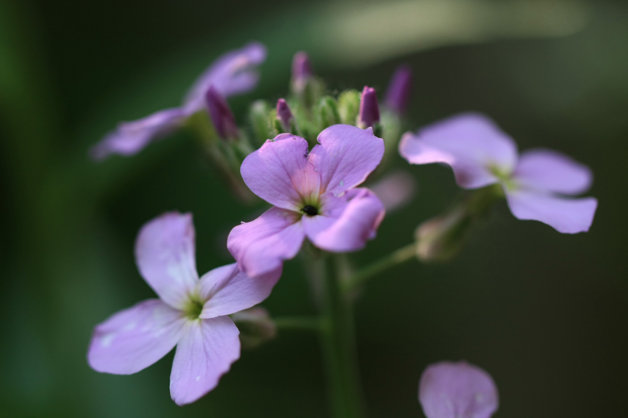 Canon EF 100mm F2.8L Macro IS USM sample photo. Fleur photography