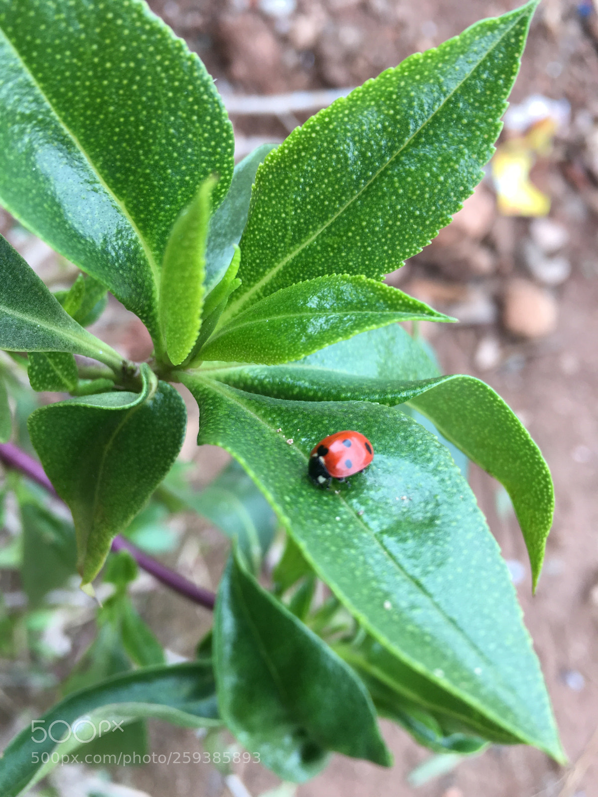 Apple iPhone 6s Plus sample photo. Little red bug photography