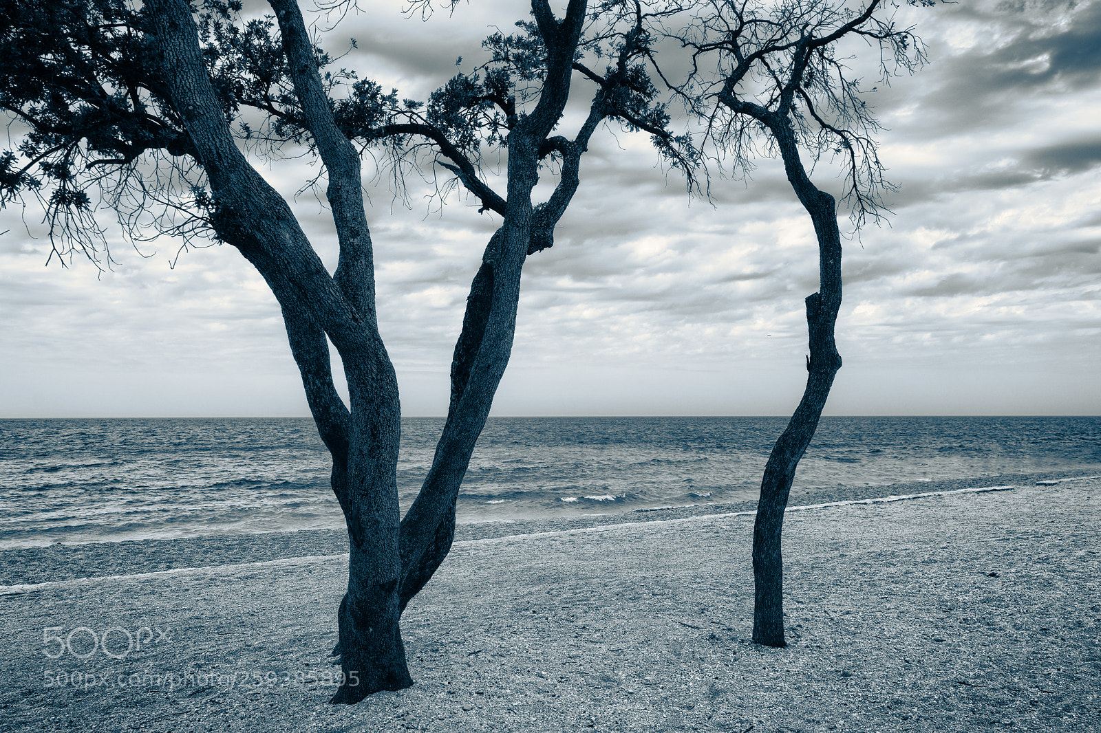 Sony a7R II sample photo. Lonely trees photography