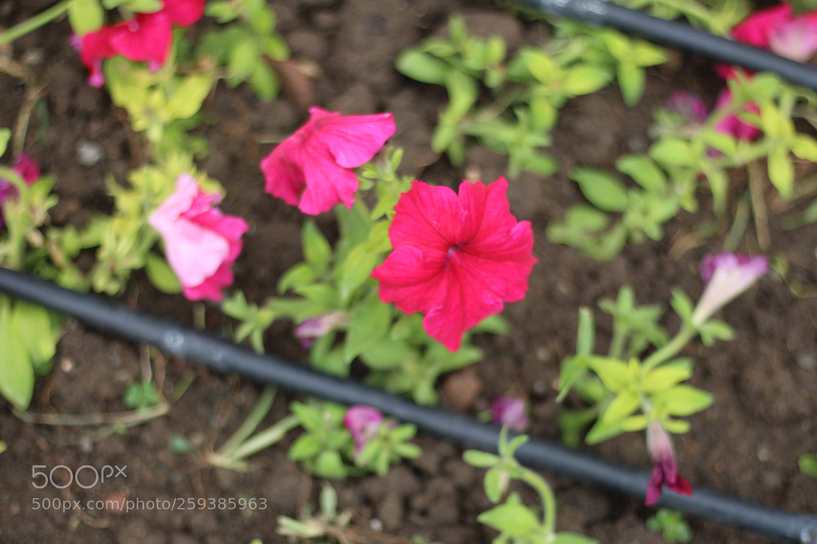Canon EOS 700D (EOS Rebel T5i / EOS Kiss X7i) + Canon EF 50mm F1.8 STM sample photo. Untitled photography