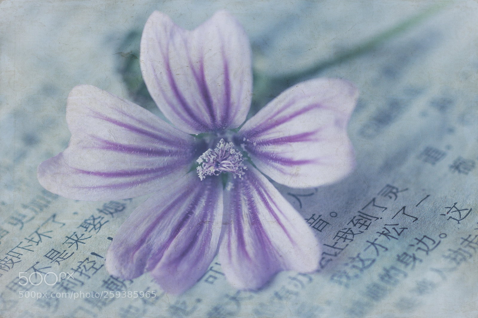 Canon EOS 70D sample photo. Malva photography
