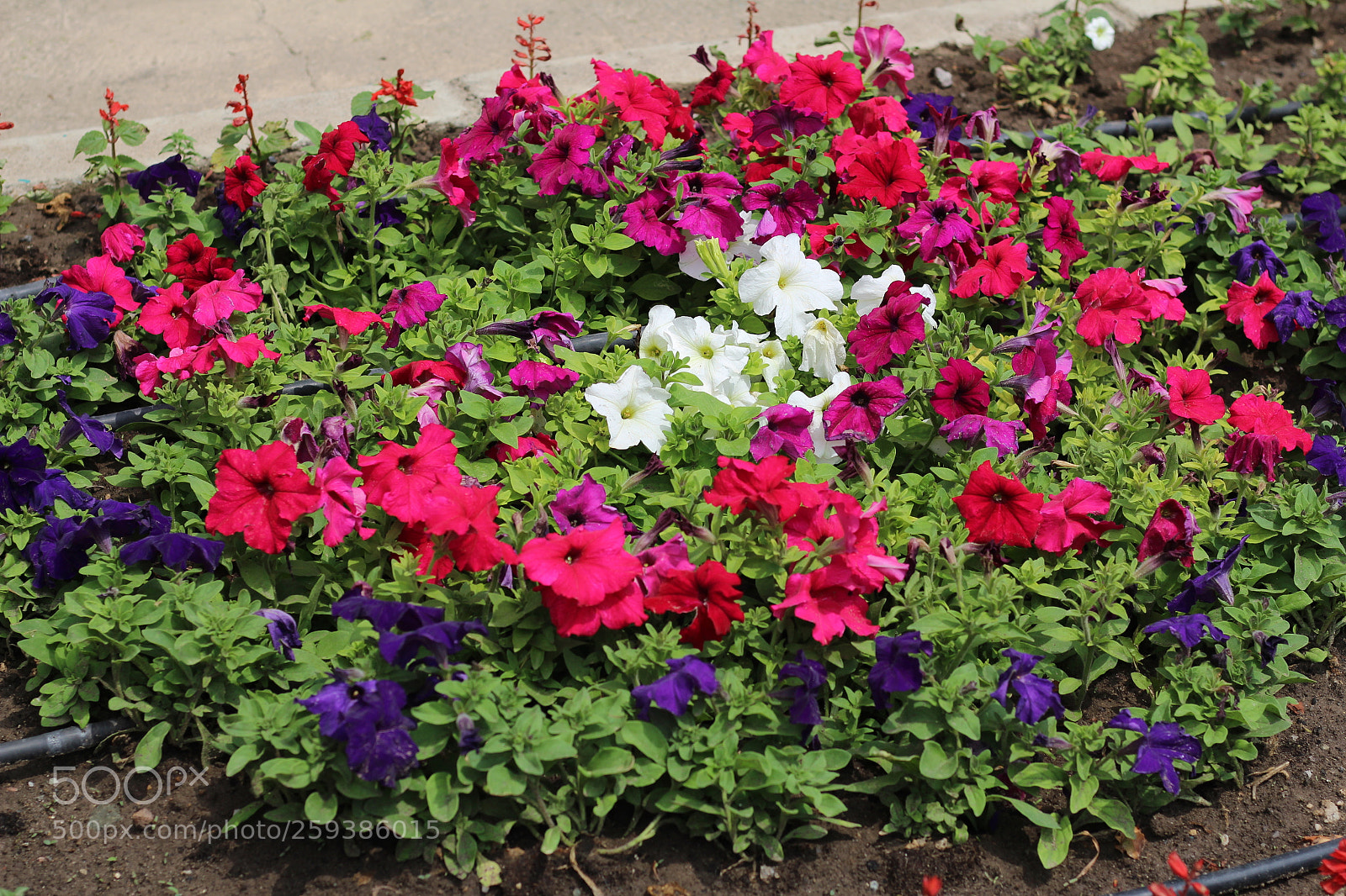 Canon EOS 700D (EOS Rebel T5i / EOS Kiss X7i) + Canon EF 50mm F1.8 STM sample photo. Untitled photography