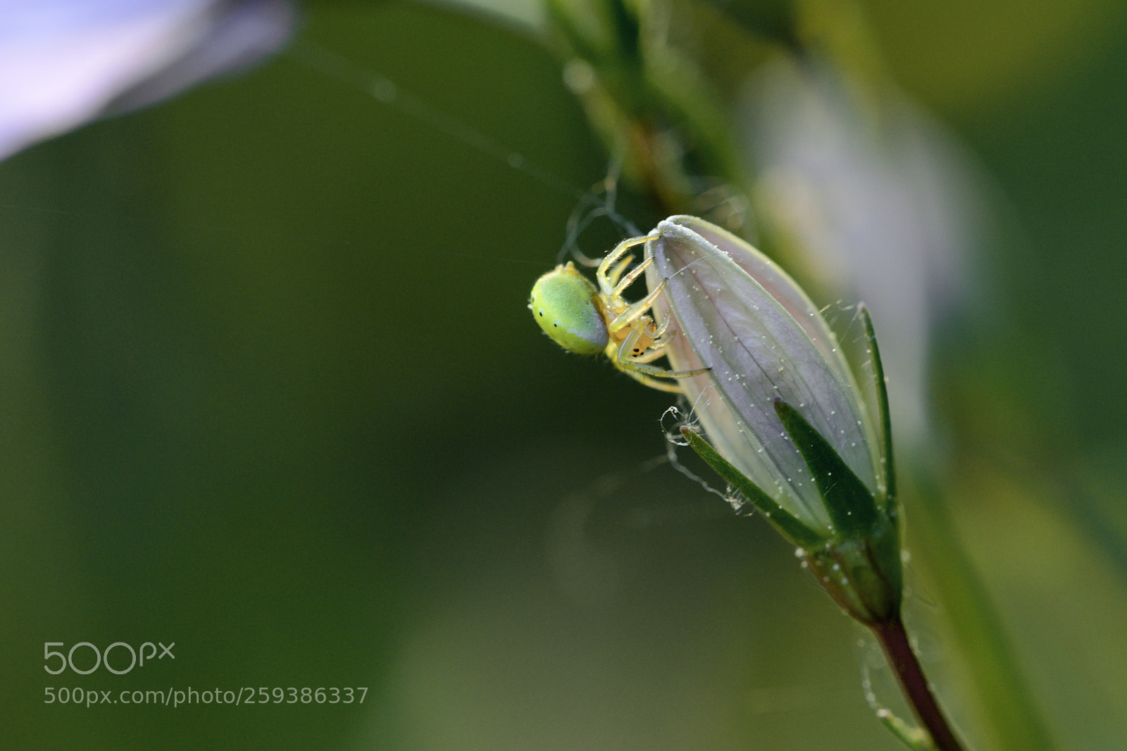 Nikon D7500 sample photo. Look out, a spider! photography
