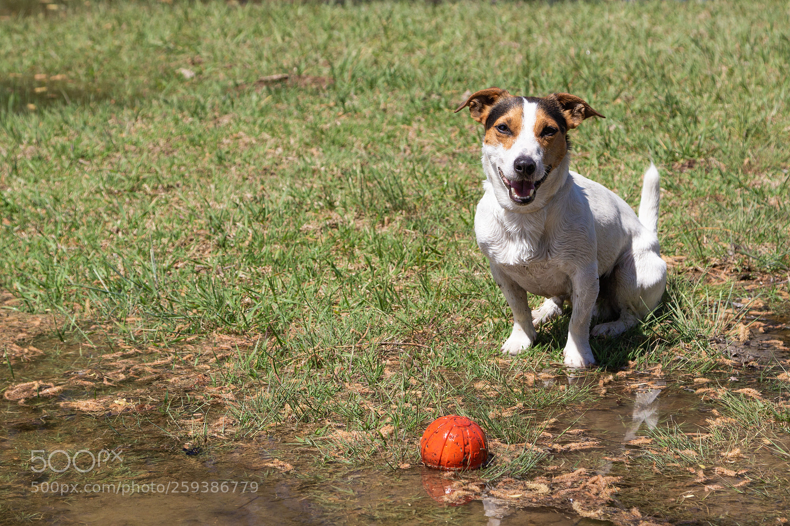 Canon EOS 600D (Rebel EOS T3i / EOS Kiss X5) sample photo. Jack russell terrier sitting photography