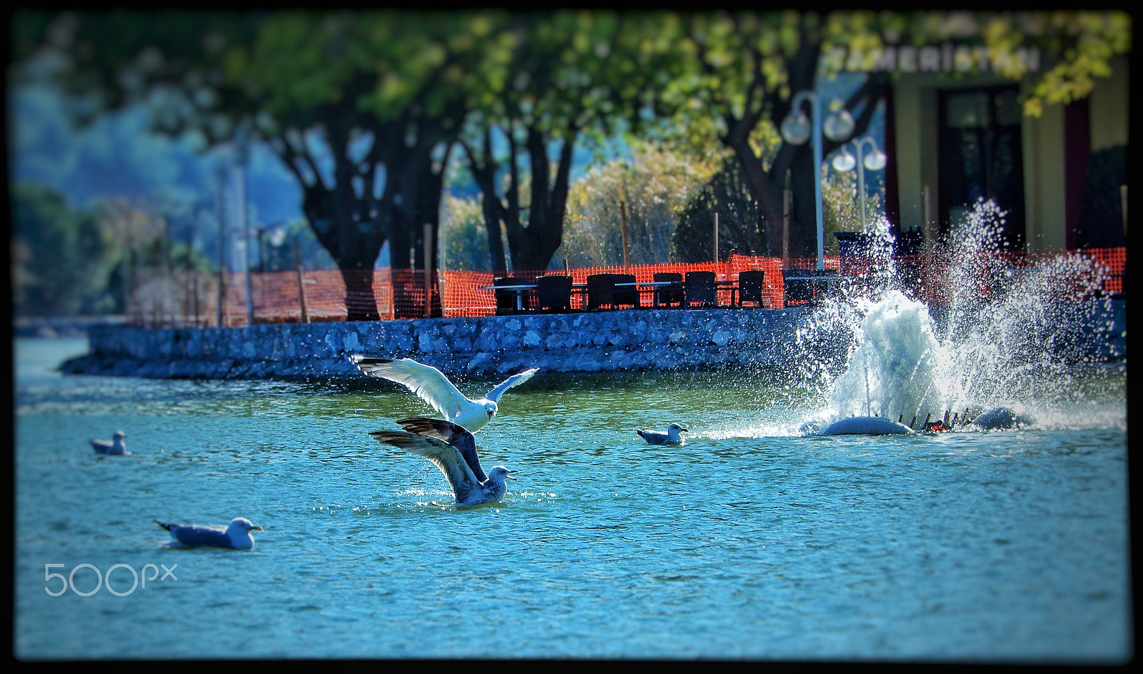 Nikon Coolpix A900 sample photo. Seagulls at pond buca. photography