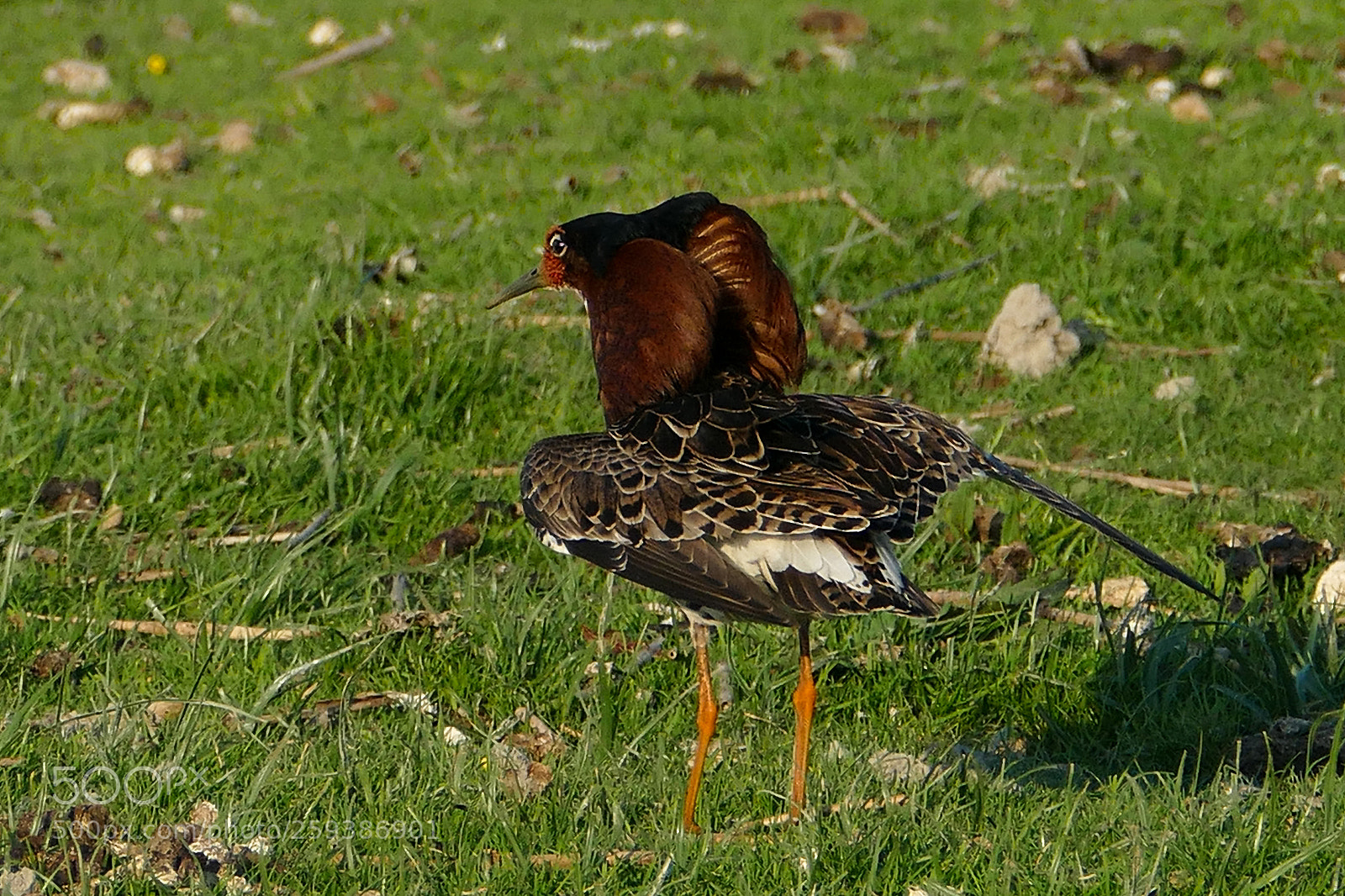 Panasonic Lumix DMC-FZ1000 sample photo. Calidris pugnax photography