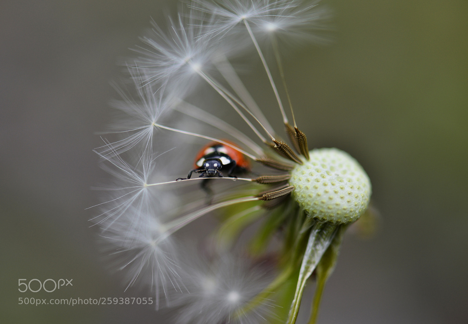 Nikon D800 sample photo. ... photography
