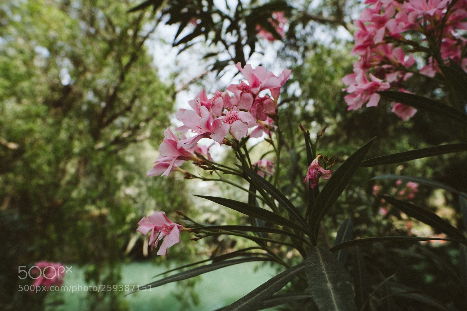 Fujifilm X-T2 sample photo. Yardenit flowers photography