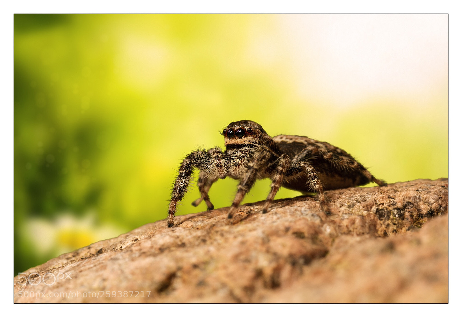 Nikon D500 sample photo. Jumpingspider photography